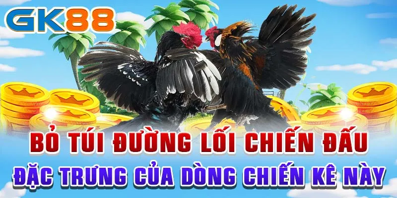 gà cuban Bỏ túi đường lối chiến đấu đặc trưng của dòng chiến kê này