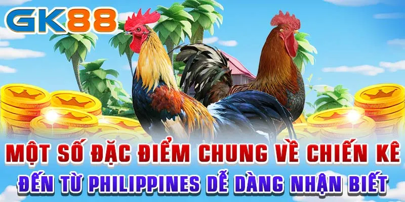 gà cuban Một số đặc điểm chung về chiến kê đến từ Philippines dễ dàng nhận biết