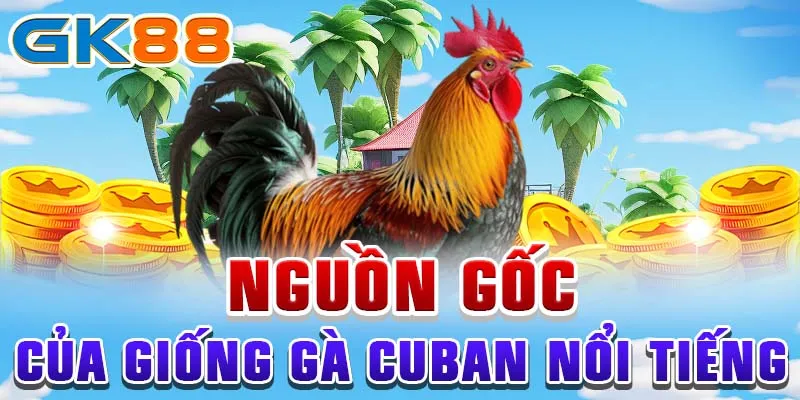 gà cuban Nguồn gốc của giống gà cuban nổi tiếng