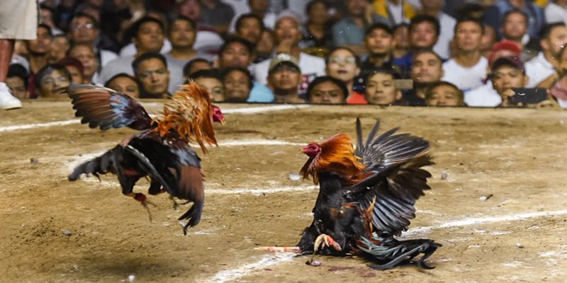 Tựa game cá cược lôi cuốn nhất tại GK88 Tựa game cá cược lôi cuốn nhất tại GK88