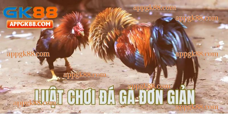 tìm hiểu luật chơi đá gà