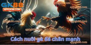 Hành trình tôi nuôi gà đá chân mạnh