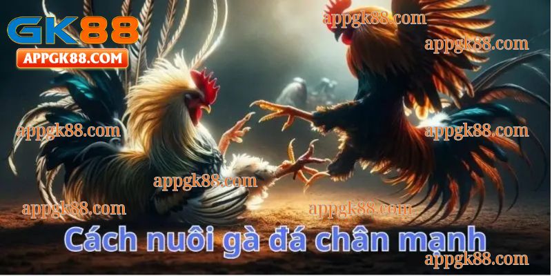 Hành trình tôi nuôi gà đá chân mạnh