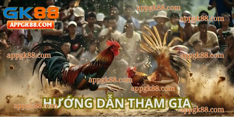 Hướng dẫn tham gia đá gà